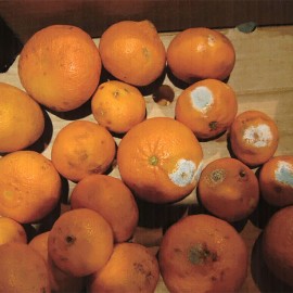 Riknenud mandariinid.